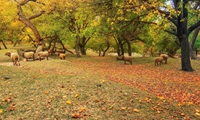 Nagar Pakistan